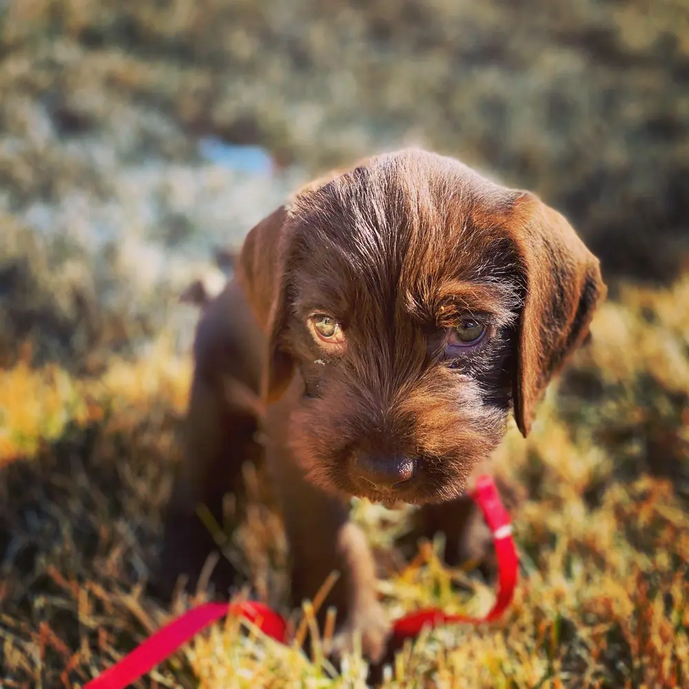 Crockett as a puppy